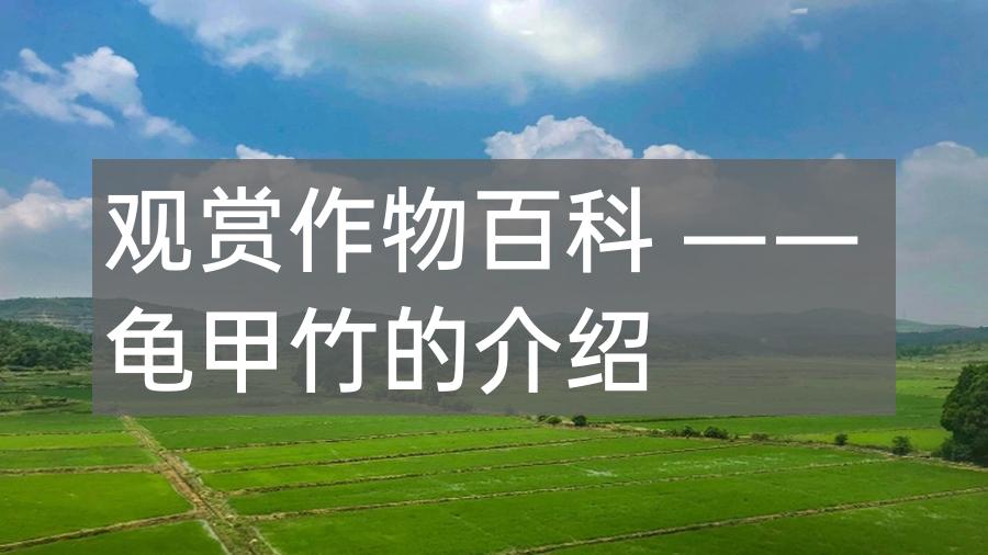 观赏作物百科 —— 龟甲竹的介绍