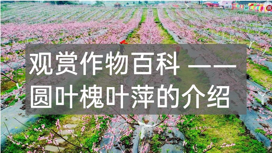观赏作物百科 —— 圆叶槐叶萍的介绍