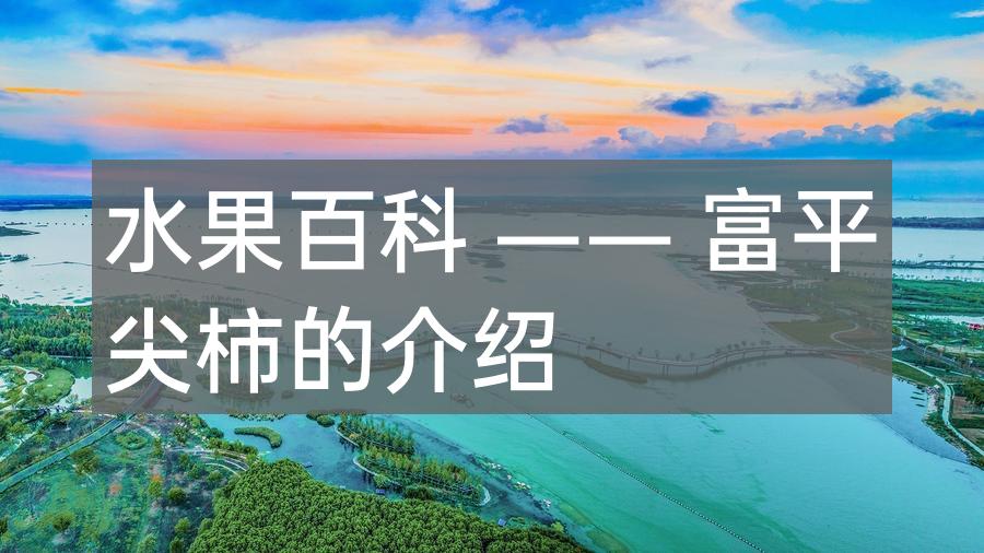 水果百科 —— 富平尖柿的介绍