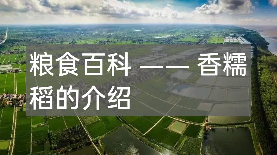 粮食百科 —— 香糯稻的介绍