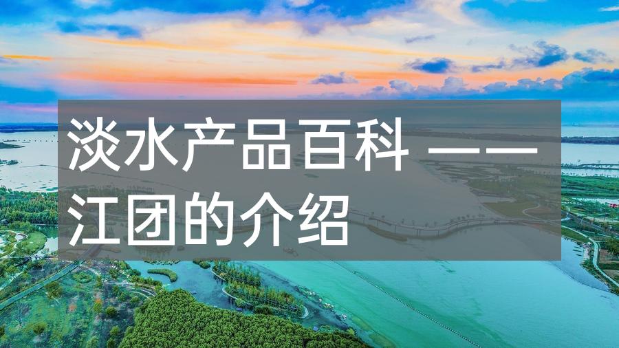 淡水产品百科 —— 江团的介绍