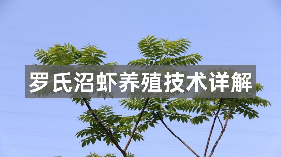 罗氏沼虾养殖技术详解