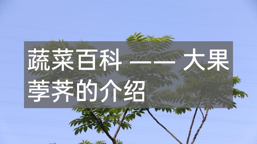 蔬菜百科 —— 大果荸荠的介绍