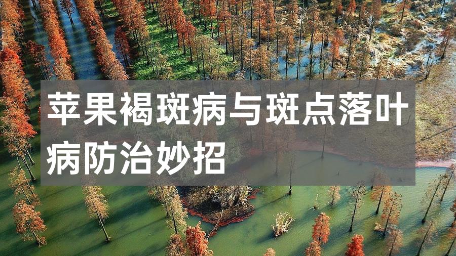 苹果褐斑病与斑点落叶病防治妙招