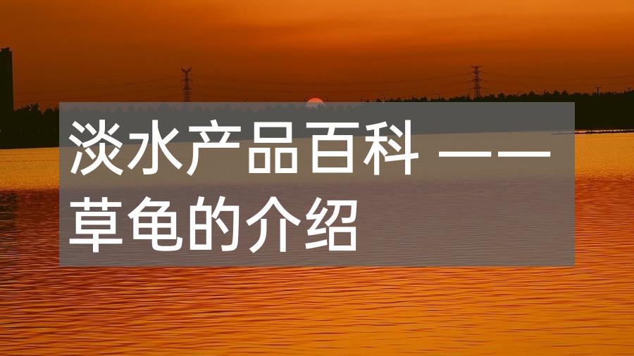淡水产品百科 —— 草龟的介绍