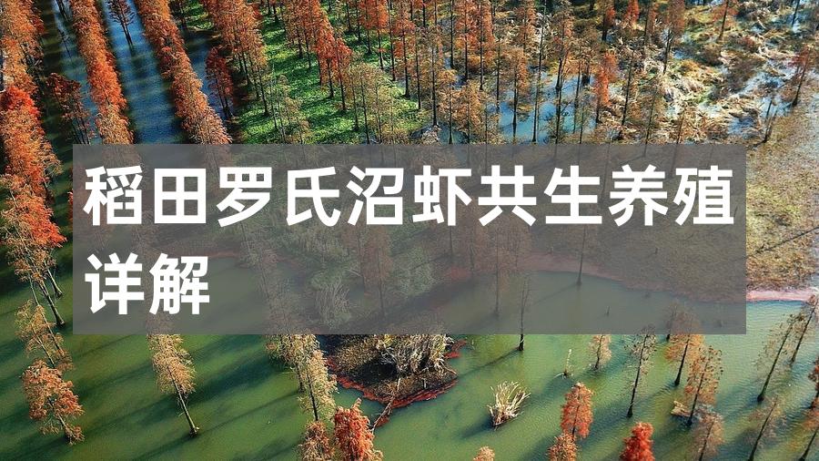稻田罗氏沼虾共生养殖详解