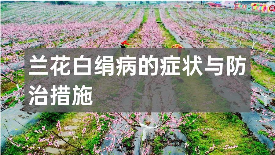 兰花白绢病的症状与防治措施