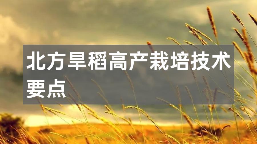 北方旱稻高产栽培技术要点