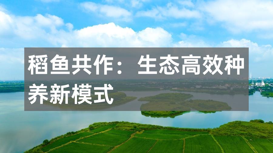 稻鱼共作:生态高效种养新模式