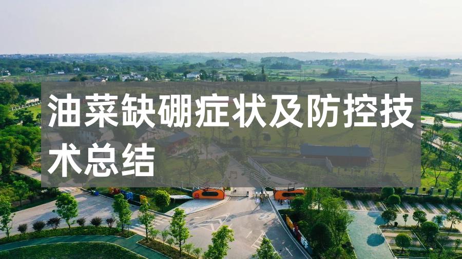 油菜缺硼症状及防控技术总结