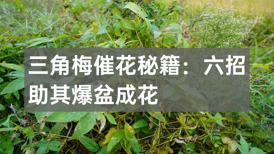 三角梅催花秘籍：六招助其爆盆成花