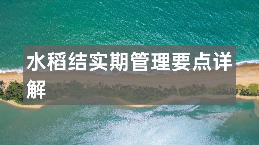 水稻结实期管理要点详解