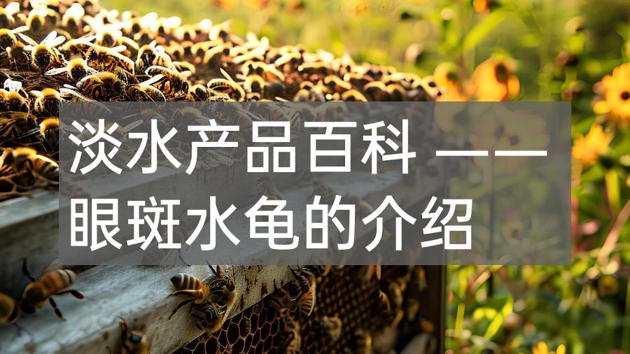 淡水产品百科 —— 眼斑水龟的介绍