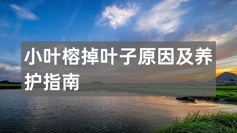小叶榕掉叶子原因及养护指南