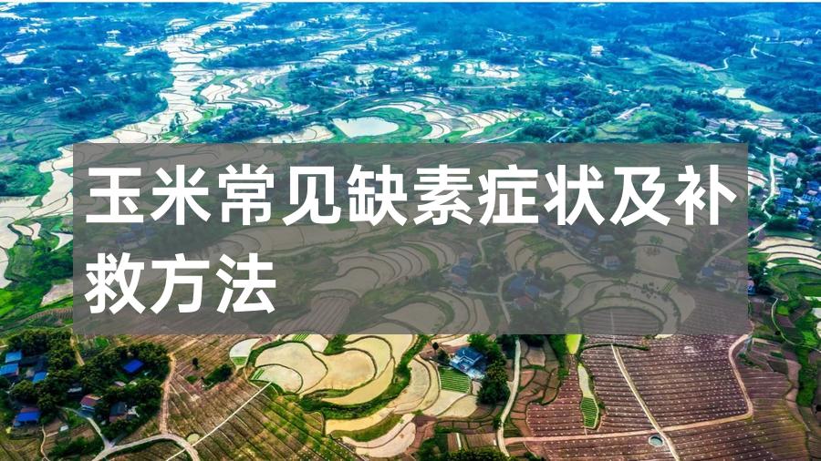 玉米常见缺素症状及补救方法