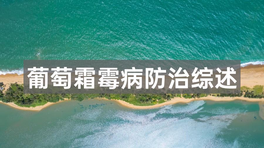 葡萄霜霉病防治综述