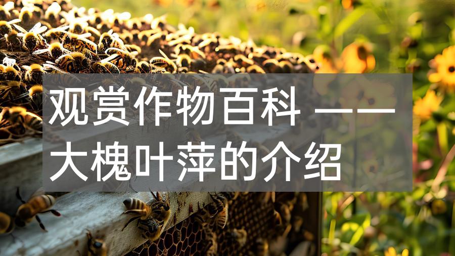 观赏作物百科 —— 大槐叶萍的介绍