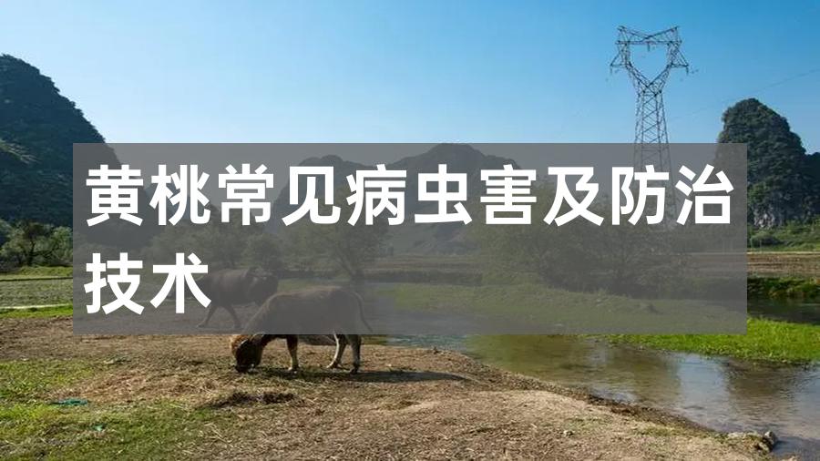 黄桃常见病虫害及防治技术