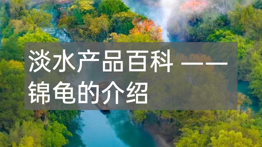淡水产品百科 —— 锦龟的介绍