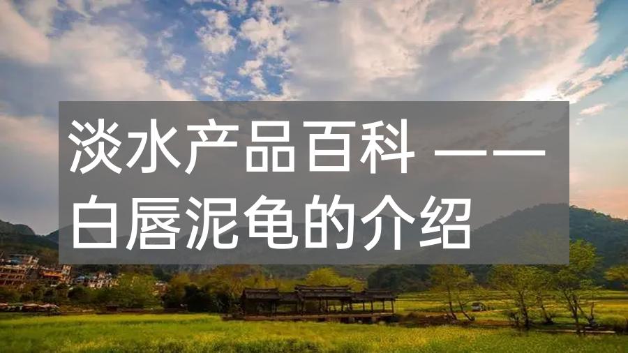 淡水产品百科 —— 白唇泥龟的介绍