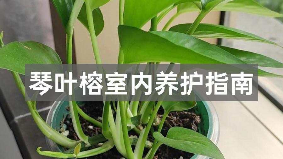 琴叶榕室内养护指南