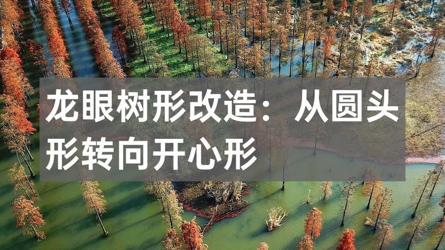 龙眼树形改造:从圆头形转向开心形