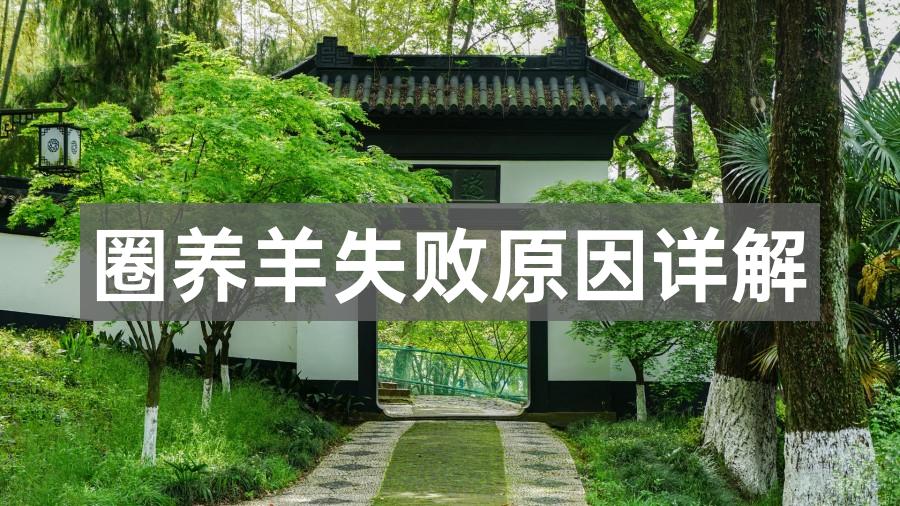 圈养羊失败原因详解