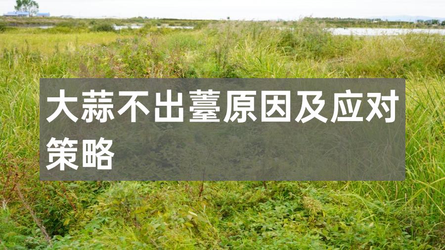 大蒜不出薹原因及应对策略