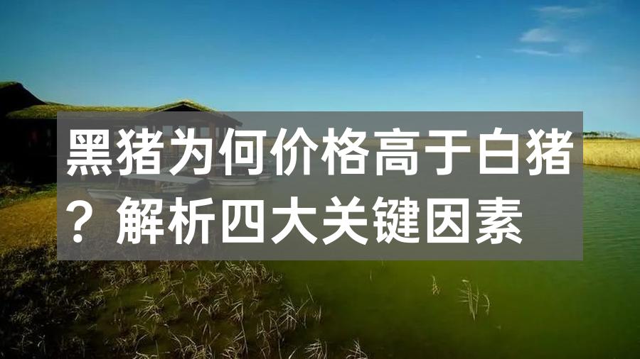 黑猪为何价格高于白猪?解析四大关键因素