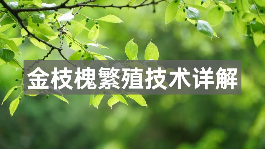 金枝槐繁殖技术详解