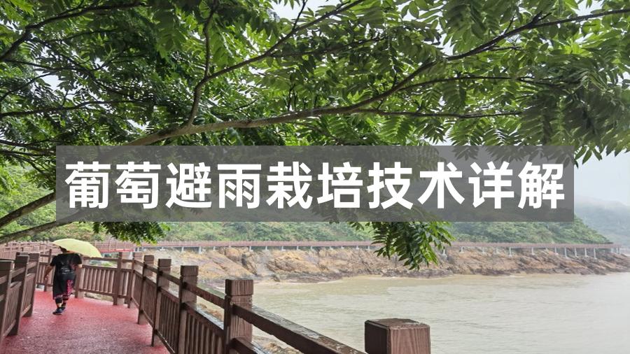 葡萄避雨栽培技术详解